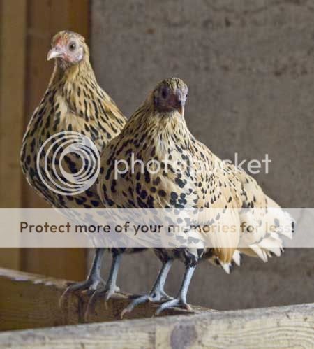 55238_citron_pullets.jpg