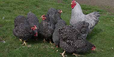Barred-Wyandottes_380x190.jpg