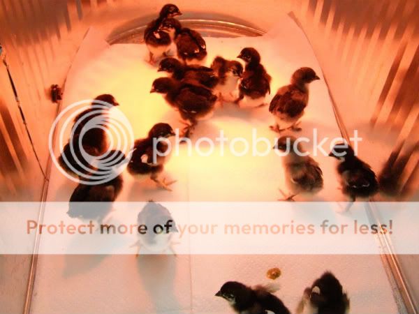 chicks001.jpg