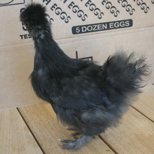 chick5tail.jpg