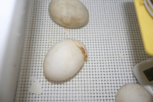 duck1-2.jpg