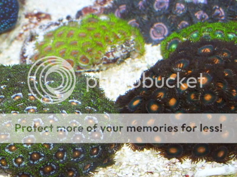 aquarium6-19-09024.jpg