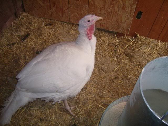 whiteorps038.jpg