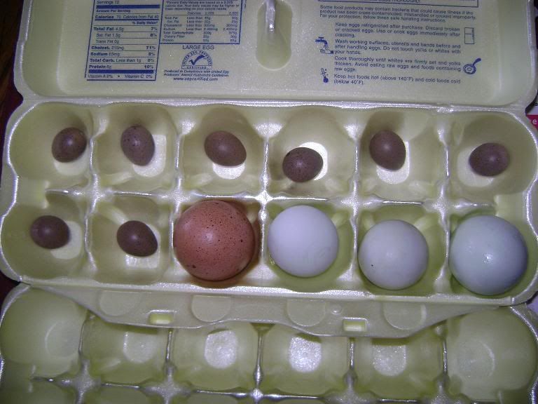 eggs001.jpg