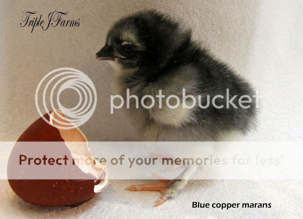 bluecopper.jpg