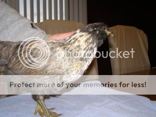 013-1.jpg