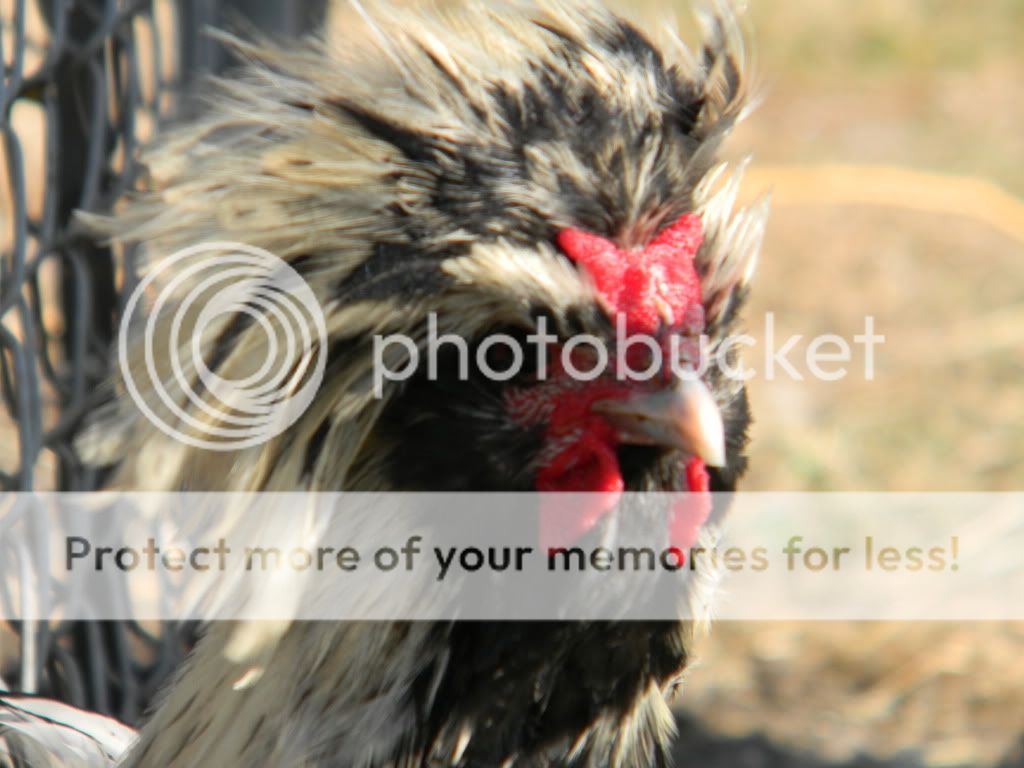 ChickPicks3398.jpg
