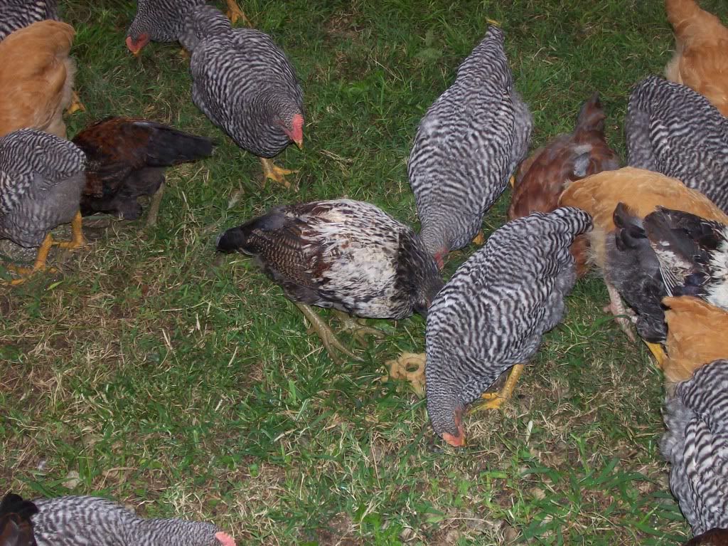 chickenpics006.jpg