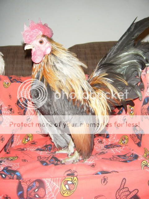 2008_0630serama0011.jpg