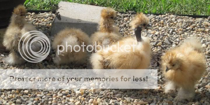 silkies6.jpg