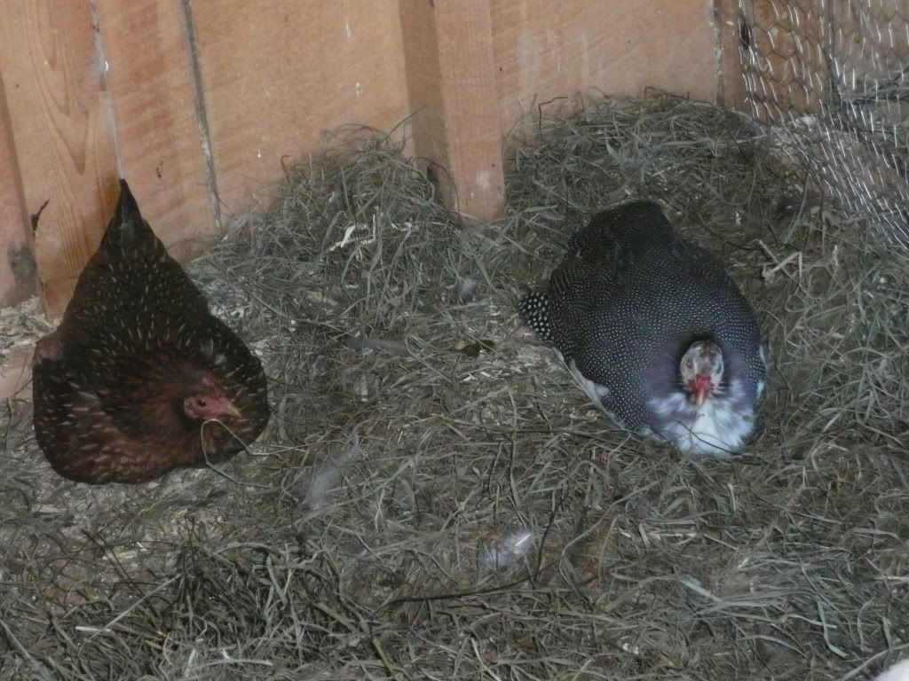 Picture083.jpg