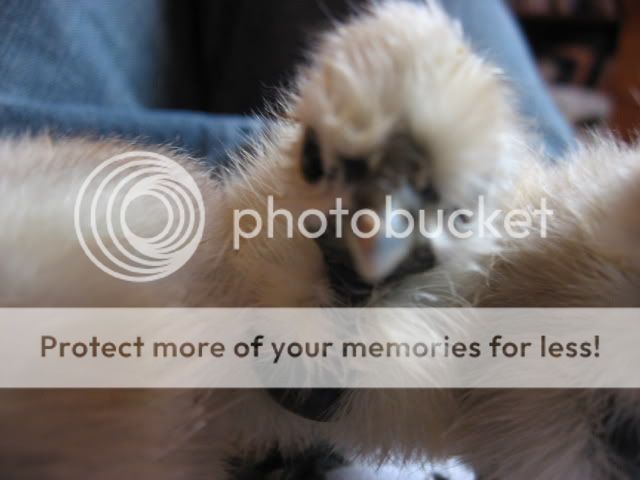 morechicks033.jpg