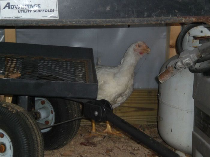 chicken014.jpg