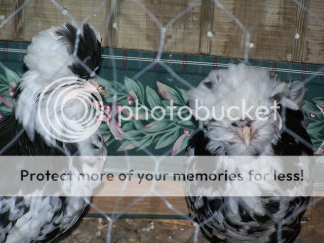100_7097.jpg