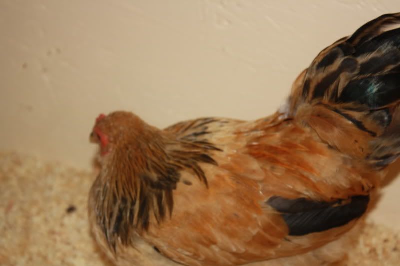 Chickens2032.jpg