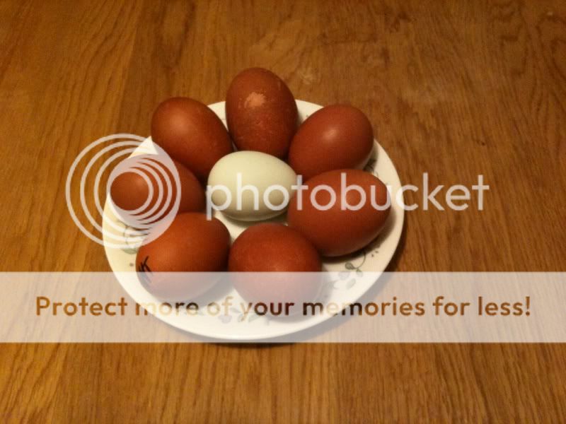 WhtEggs2-20-2010.jpg
