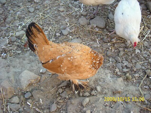 Sept08mybirds017-1.jpg