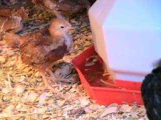 chickens007.jpg