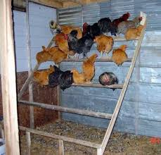 Homestead Survivalist: Top 5 Tips For Building A Chicken Coop ...