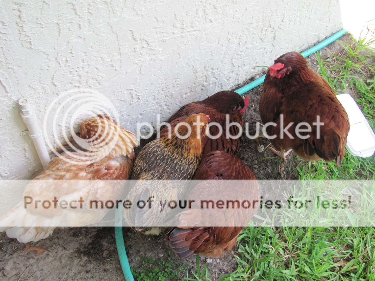 Chickenupdate034.jpg