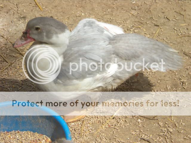 duckduckgoose005.jpg