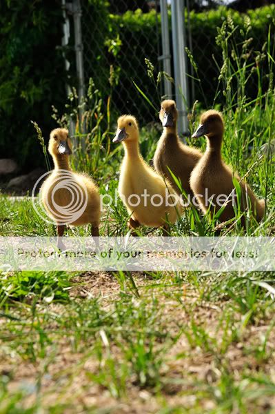 0906ducksoutdoors12043.jpg