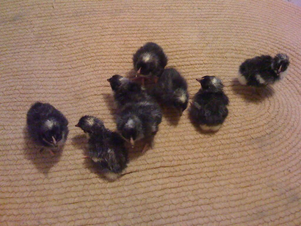 Picture139.jpg