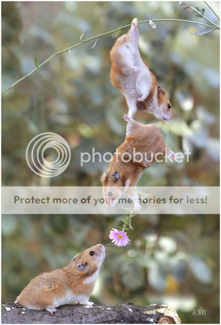 hamster.jpg