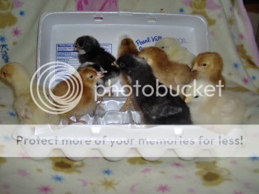 newbabiesincarton008.jpg