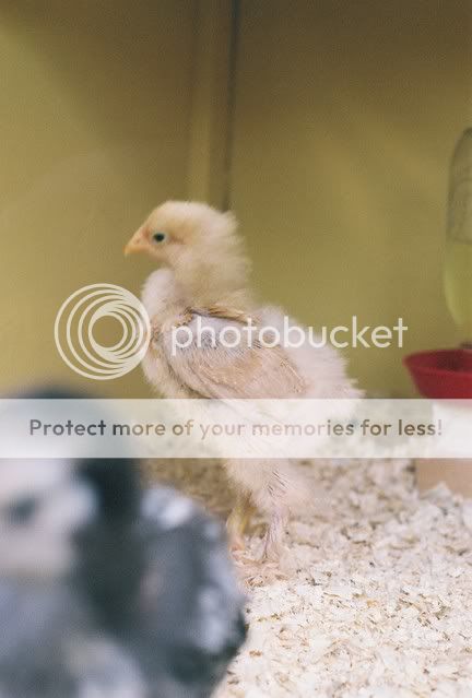 buffcochinrooster3wks.jpg