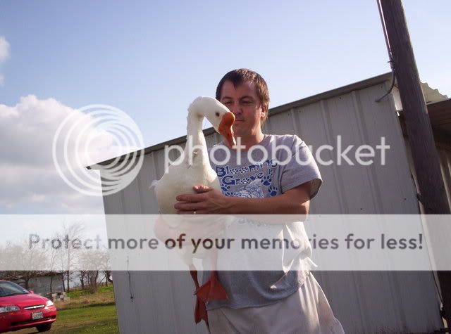 GooseGoose005.jpg