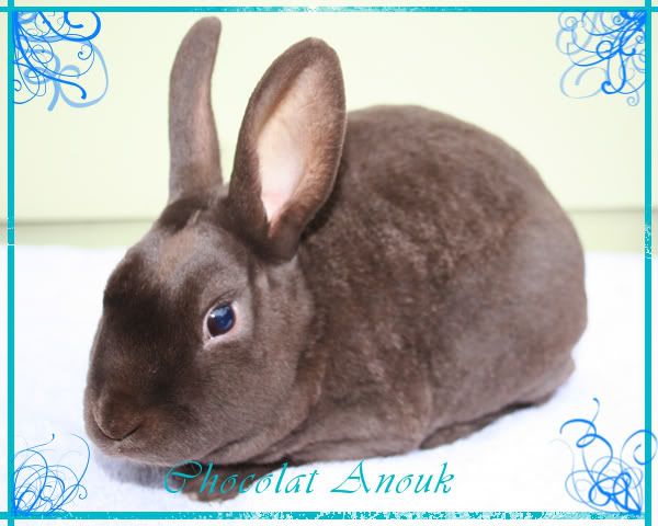 chocolat-anoukedit.jpg