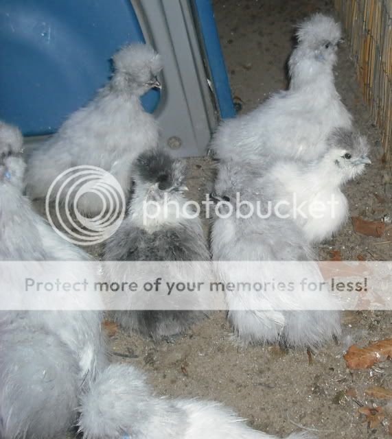 weirdchick12frompieggs.jpg
