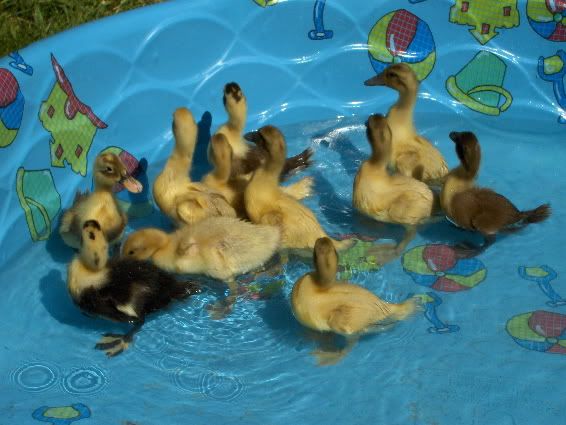Pool13.jpg