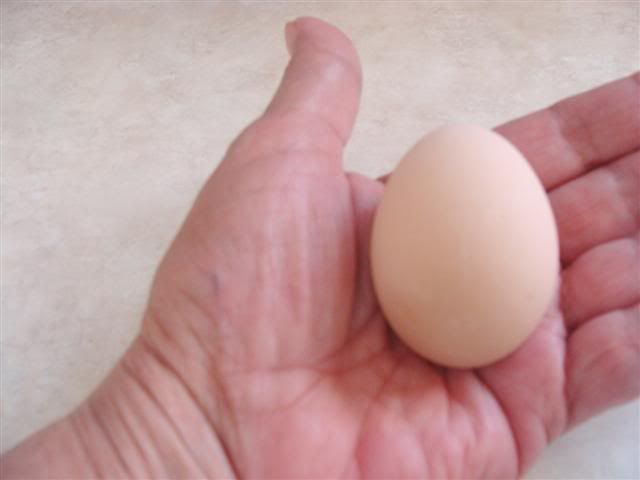 firstegg15wks722010001Small.jpg