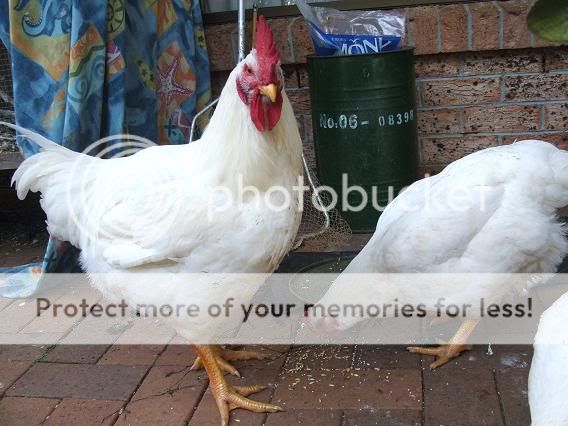 hens004.jpg