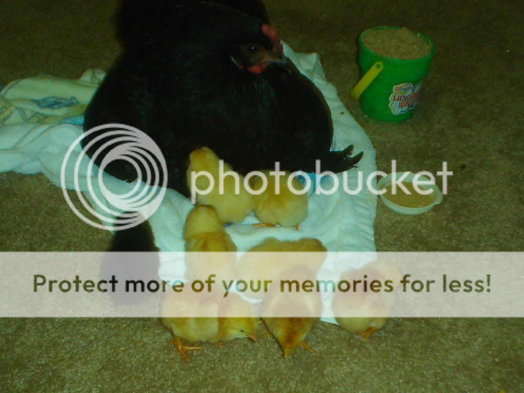 Kidswithchickens001-1.jpg