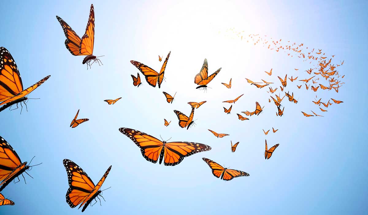 butterflies_1200px.jpg