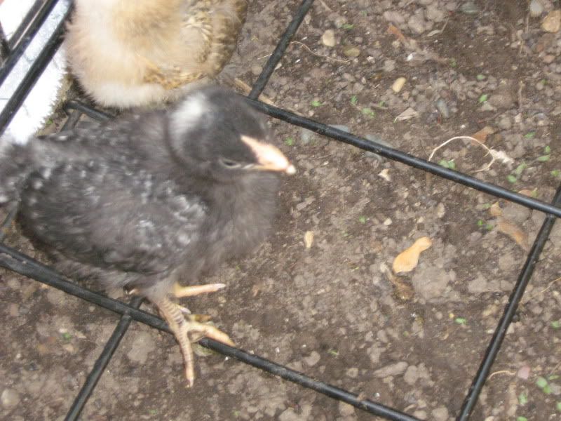 Chicks165.jpg