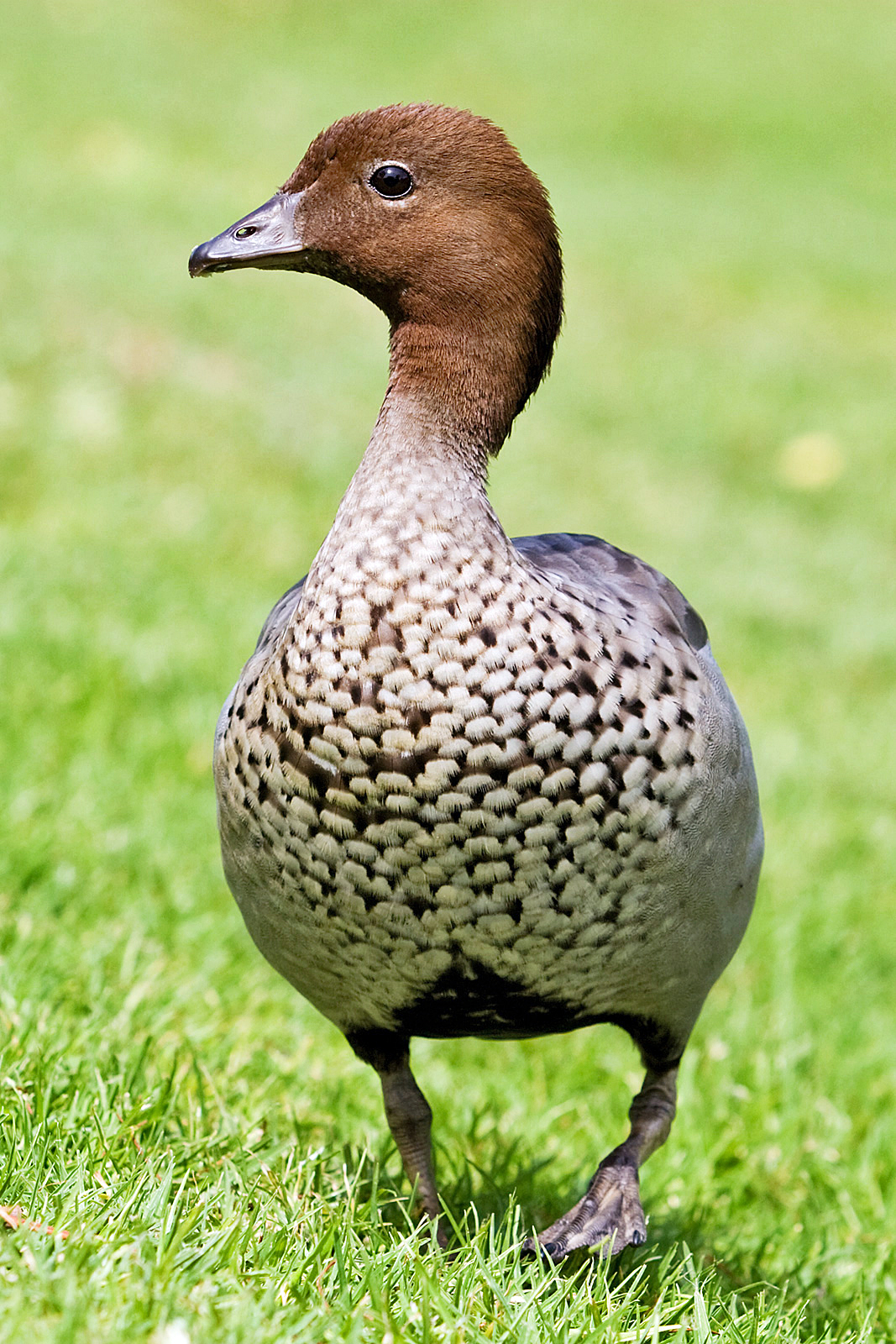 Australian_wood_duck_-_male.jpg