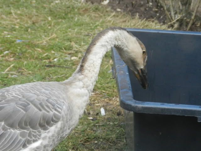DSCN0633.jpg