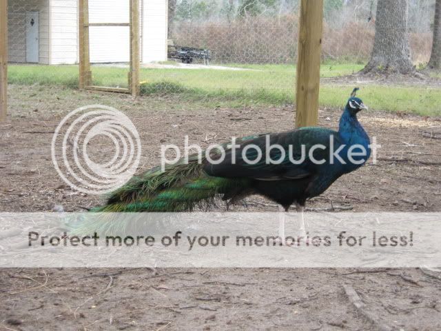 IMG_1993.jpg