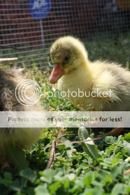 geese3024.jpg