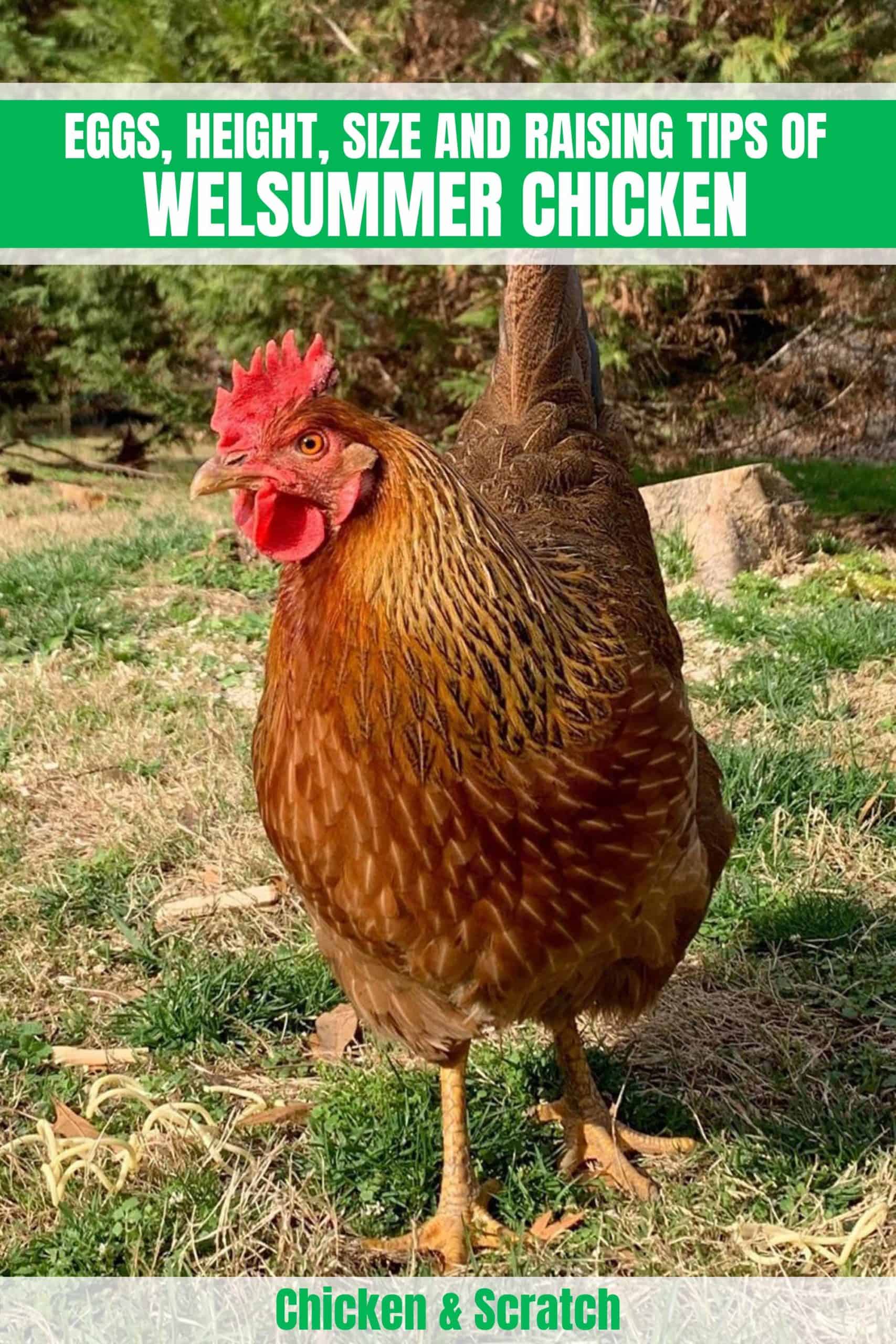 welsummer chicken