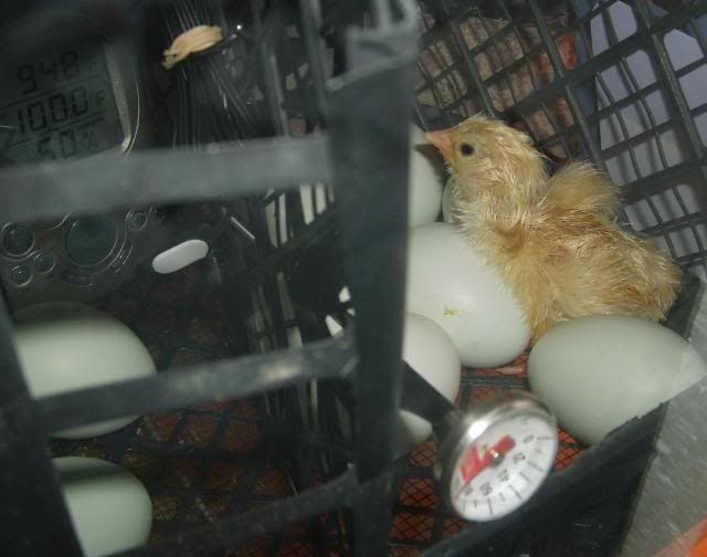babychicks005.jpg