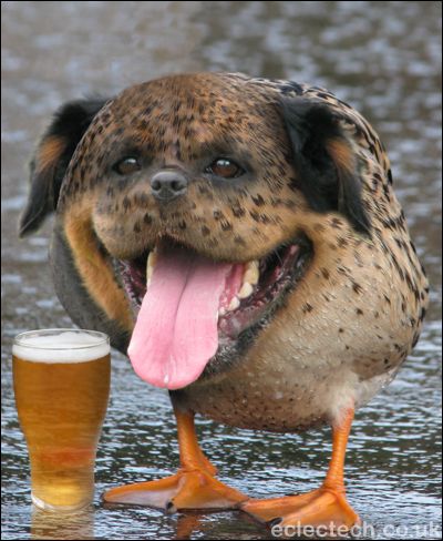 dognduckpint.jpg