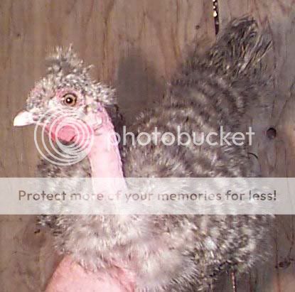 cuckoosilky.jpg