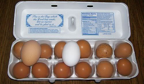 Welsummereggs5-23-09.jpg