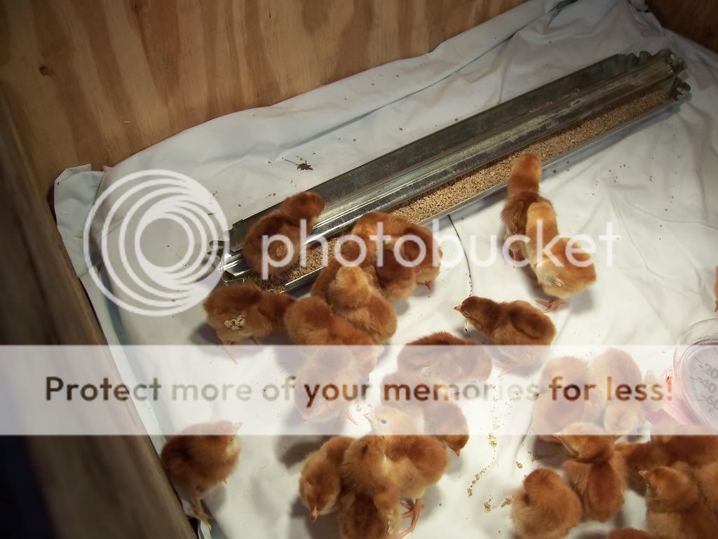 NewChicks005.jpg