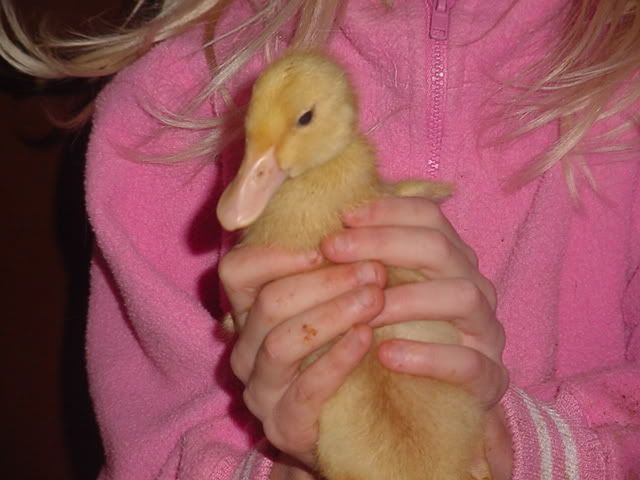quackquack2.jpg